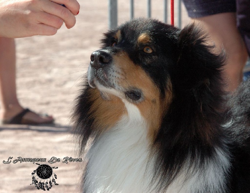 Guëlwe dog show navajo de l'Attrapeur de rêves