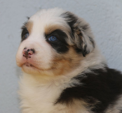  MÂLE BLEU MERLE