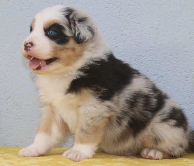  MÂLE BLEU MERLE