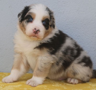  MÂLE BLEU MERLE