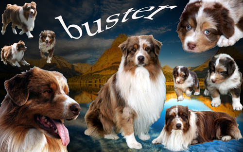Buster (Sans Affixe)