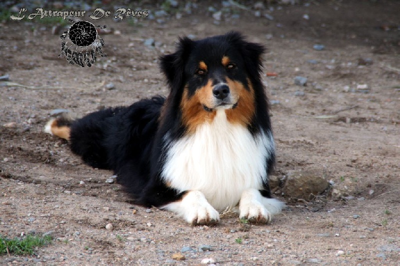 Guëlwe dog show navajo de l'Attrapeur de rêves