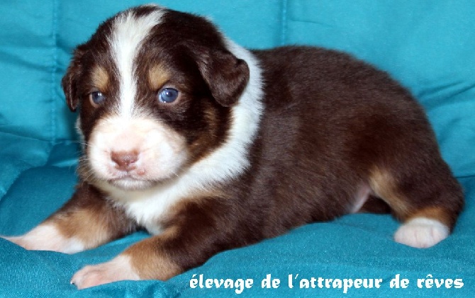 de l'Attrapeur de rêves - CHIOT n°1 rouge tricolore courte naturelle