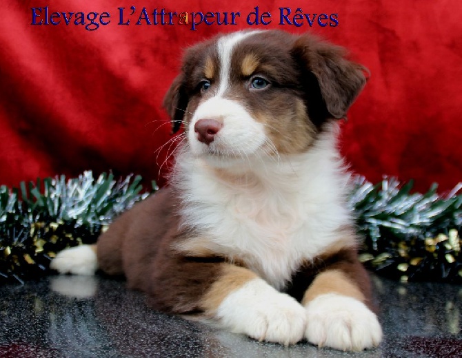 de l'Attrapeur de rêves - chiots dispo