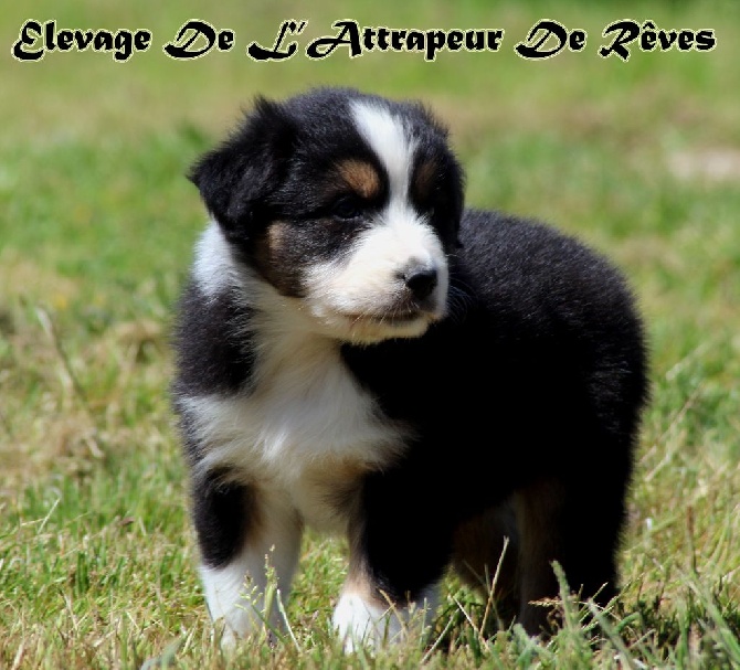 de l'Attrapeur de rêves - chiot n°2 mâle noir tricolore queue longue Mâle disponible