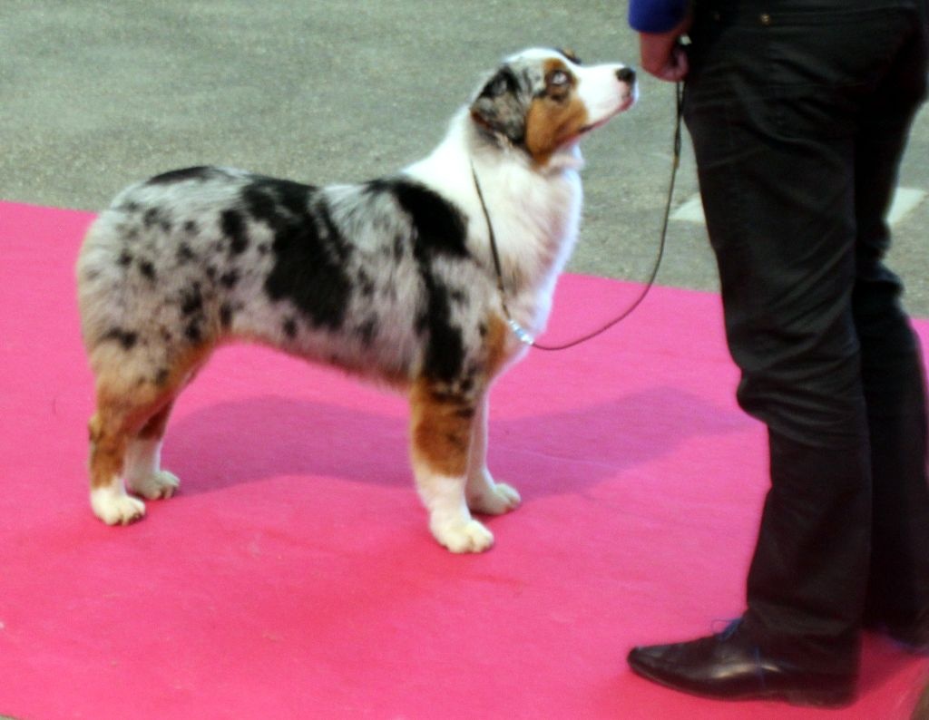 Jichounka Best of show Comanche de l'Attrapeur de Rêves