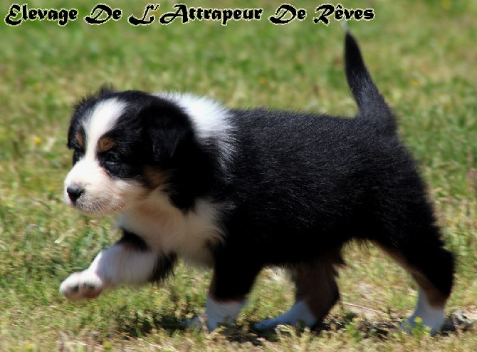 de l'Attrapeur de rêves - chiot n°6 femelle noir tricolore queue longue Femelle disponible