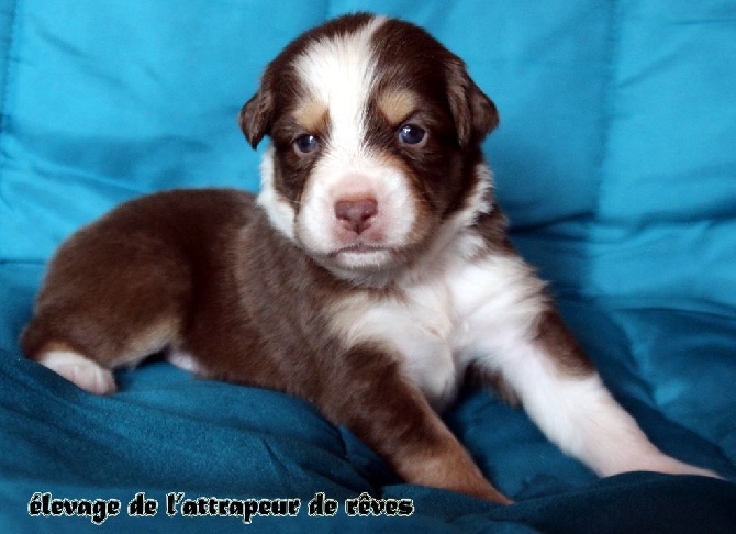 de l'Attrapeur de rêves - CHIOT n°6 rouge tricolore queue courte naturelle