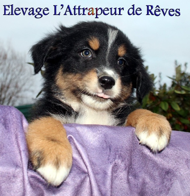 de l'Attrapeur de rêves - chiots dispo