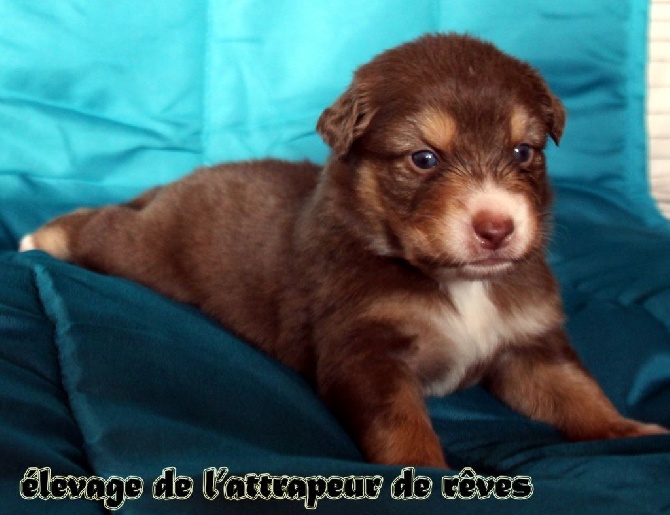 de l'Attrapeur de rêves - CHIOT n° 5 rouge tricolore queue longue