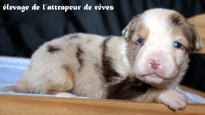de l'Attrapeur de rêves - CHIOT n° 4 rouge merle queue longue