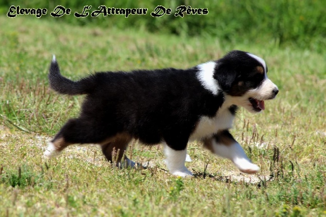de l'Attrapeur de rêves - chiot n°2 mâle noir tricolore queue longue Mâle disponible