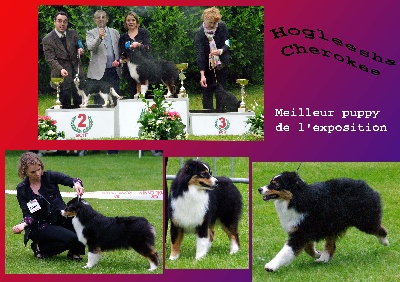 de l'Attrapeur de rêves - Best puppy pour Hogleesha à L'Isle Adam !