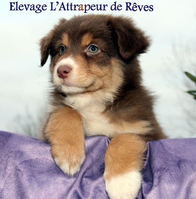 de l'Attrapeur de rêves - chiots dispo