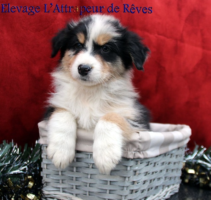 de l'Attrapeur de rêves - chiots dispo