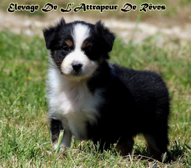 de l'Attrapeur de rêves - chiot n°6 femelle noir tricolore queue longue Femelle disponible