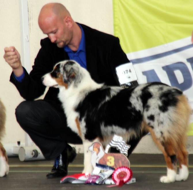 de l'Attrapeur de rêves - Jichounka Best of show Comanche de l'Attrapeur de Rêves